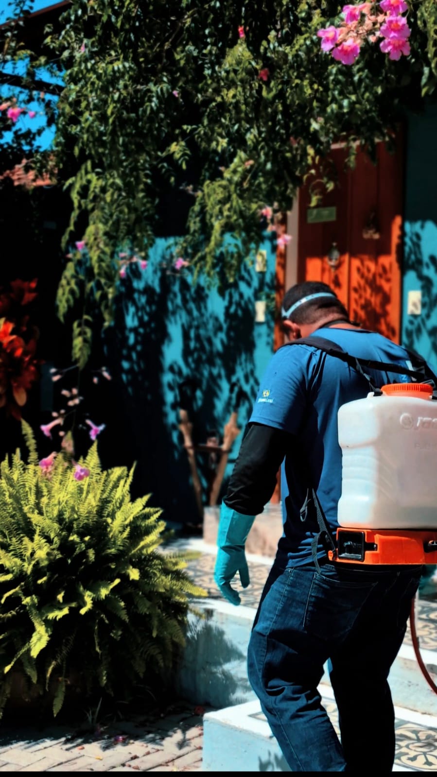 Dengue: como eliminar os criadouros do Aedes aegypti em casa